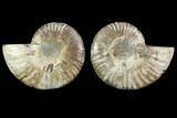 Sliced Ammonite Fossil - Agatized #116784-1